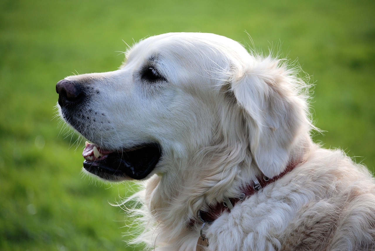 How to Use Grooming as a Form of Positive Reinforcement